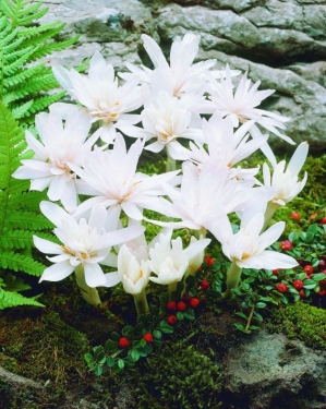 Colchicum Alboplena